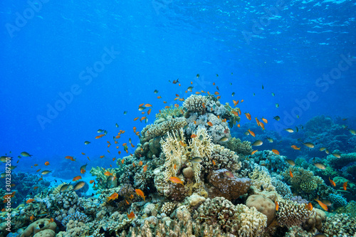 Coral Reef at the Red Sea Egypt © Mina Ryad