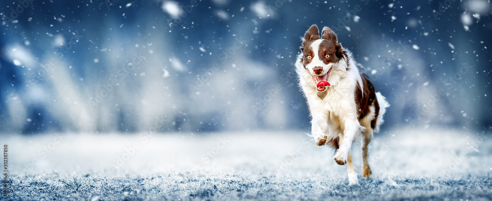 Young border collie dog is happy from snow and jumping on winter meadow. Dogs wide banner or panorama.