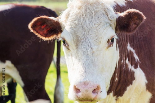 Wallpaper Mural Close up image of a cow  outside in a pasture paddock on a New Zealand farm, with copy space. Torontodigital.ca