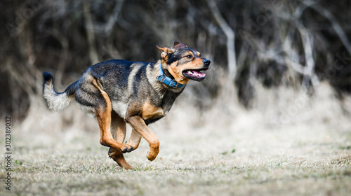 Photography Fast speed dog run side view