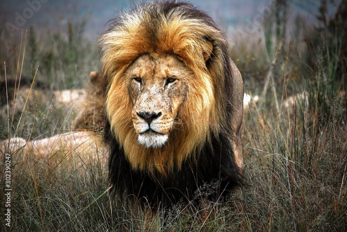 Male adult lion staring through long grass