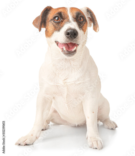 Cute Jack Russell Terrier on white background © Pixel-Shot