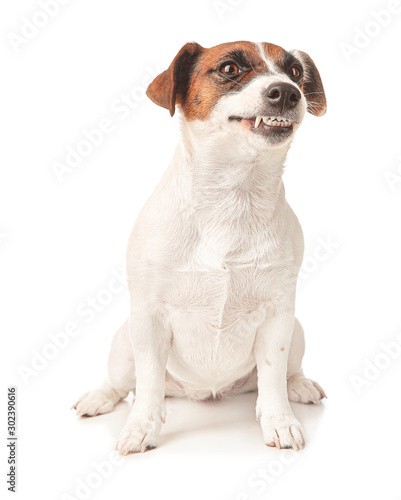 Cute Jack Russell Terrier on white background