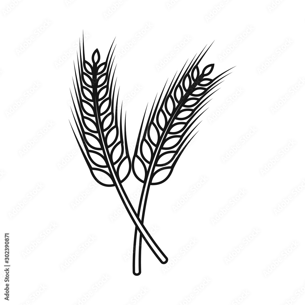 Vector illustration of wheat and stalk sign. Set of wheat and gold vector icon for stock. Vector illustration of wheat and stalk sign. Set of wheat and gold vector icon for stock.
