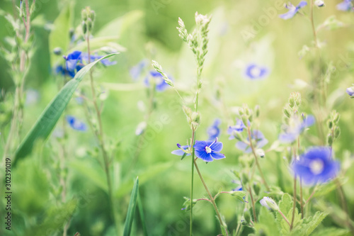 Blooming Veronica Officinalis flower. Shallow depth of field.