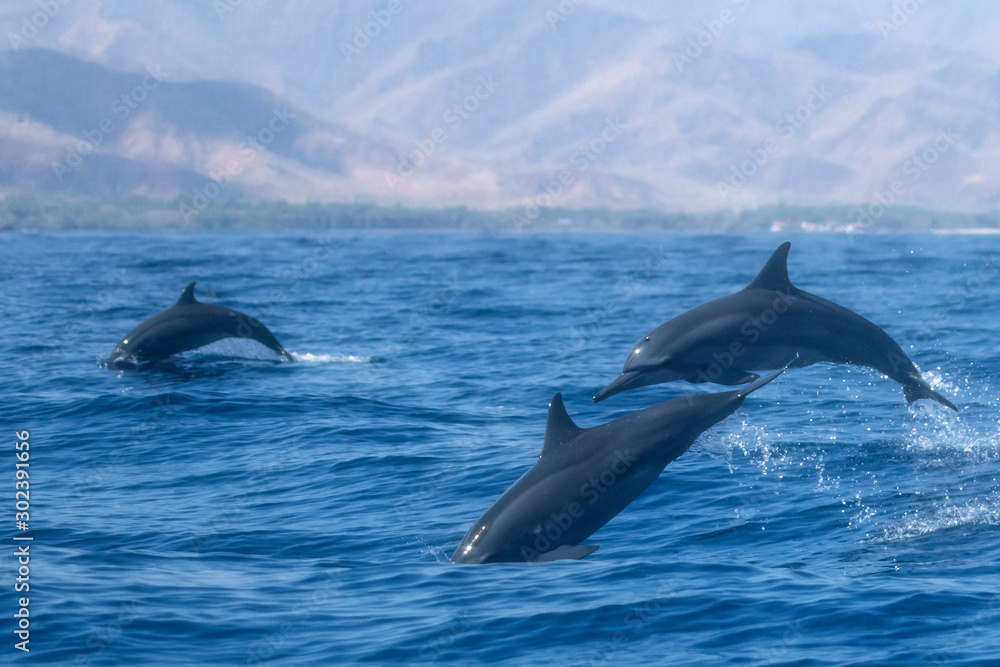 Fototapeta premium Spinner Dolphins jumping out of water
