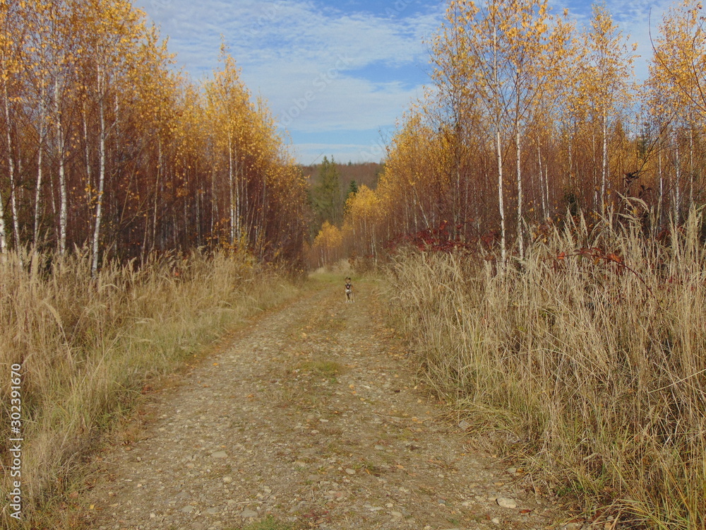 road in the forest