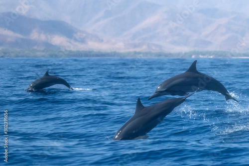 Spinner Dolphins jumping out of water