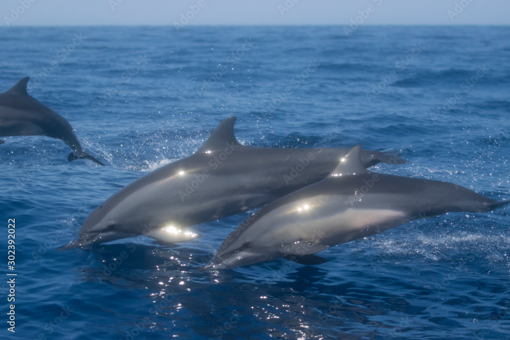 Fototapeta premium Spinner Dolphins jumping out of water