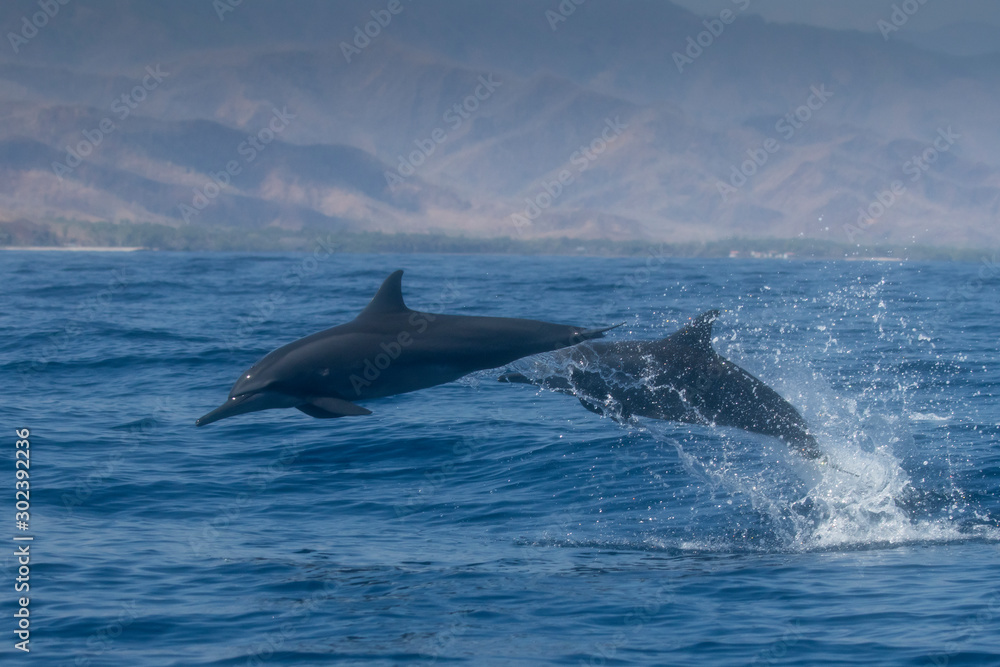Fototapeta premium Spinner Dolphins jumping out of water