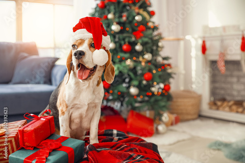 Cute dog with Santa hat in room decorated for Christmas © Pixel-Shot