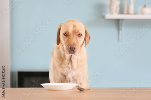 Adorable dog waiting for food in kitchen