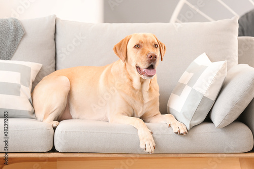 Adorable dog resting on sofa at home