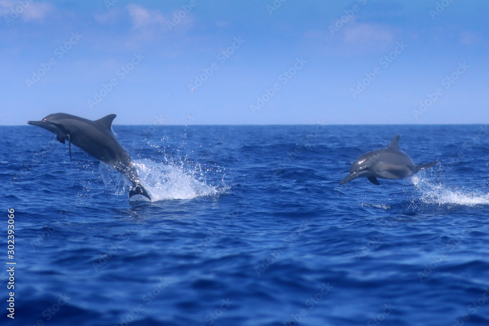 Fototapeta premium Spinner Dolphins jumping out of water