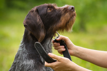 the owner putting the collar on the dog
