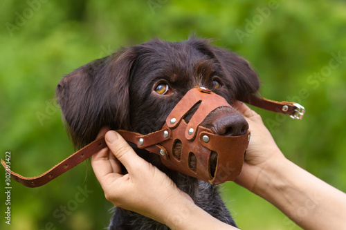 Bild auf Leinwand the owner puts a muzzle on a naughty dog