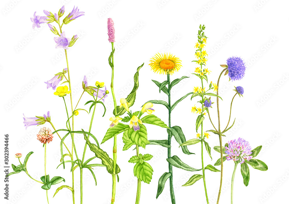 Obraz wild plants and flowers, drawing by colored pencils