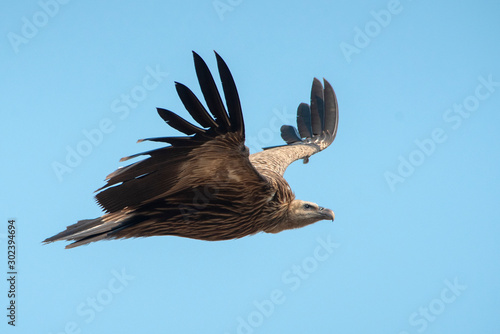 Himalayan griffon vulture flying on blue sky