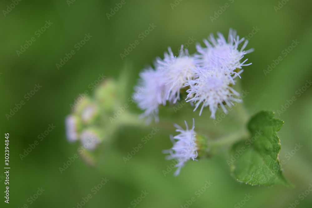 white flower white flower