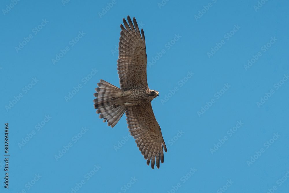 Obraz premium Grey-faced Buzzard flying on sky