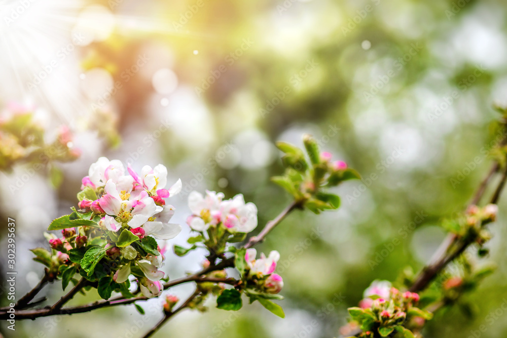 Spring Cherry blossoms, pink and white flowers on fruit tree. Spring Cherry blossoms, pink and white flowers on fruit tree.