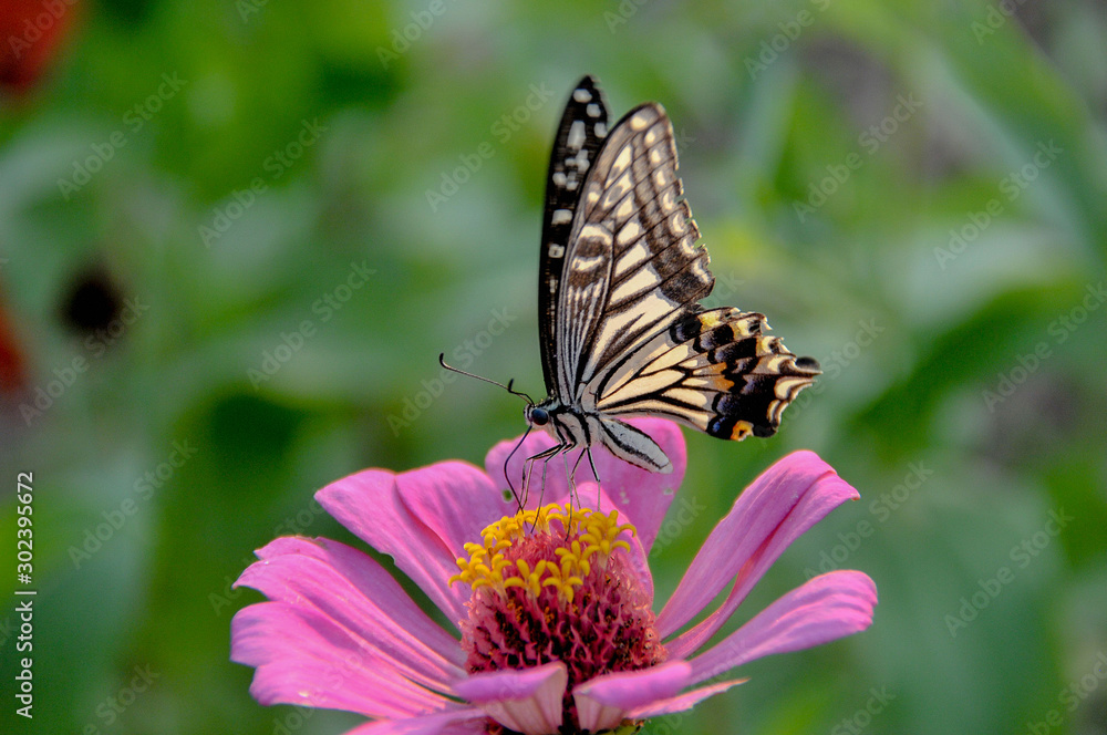 Black yellow butterfly standing and looking for nectar from pink daisy flower Black yellow butterfly standing and looking for nectar from pink daisy flower
