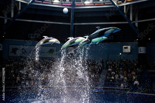 ドルフィンジャンプ｜イルカショーの群れのイルカのジャンプの写真｜ Photo of a jumping dolphin, dolphin show. photo