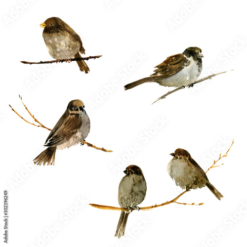Photography watercolor birds at tree branch
