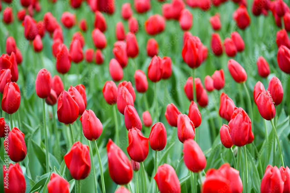 Red tulip plant flowers in beautiful garden. Many blossom tulips in top view. Red tulip plant flowers in beautiful garden. Many blossom tulips in top view.