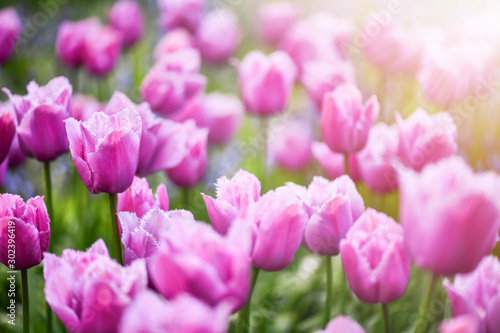 Group of beautiful colorful pink tulips. Purple flowers tulip lit by sunlight. Bright blossom photo background.