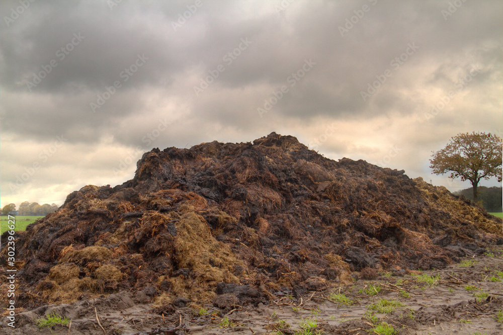 Organic farming: heap of manure mixed with straw on a field