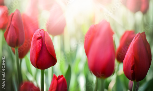 Fototapeta Naklejka Na Ścianę i Meble -  Ultra red tulips in beautiful garden. Amazing flowers wide banner for floral background.