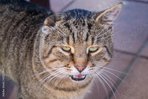 Wallpaper Mural Yard cat with a torn ear. Sick cat. Missing body part. Needs extra care. A good cat with a lot of fate. Hide. Homeless animal. Brutal predator. Gray-brown cat in stripe. Cat does not hear. Torontodigital.ca