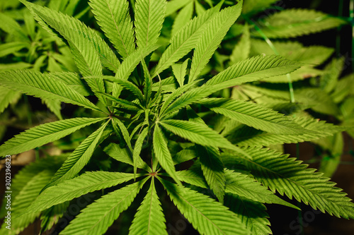 The leaves of hemp closeup. Growing marijuana under artificial light lamp
