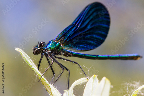 damselfly perched with bright colors