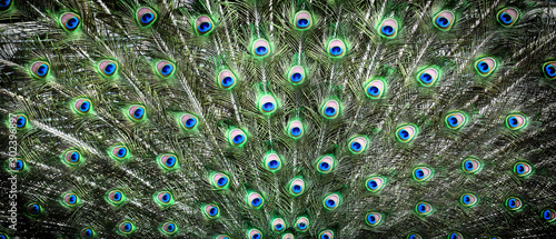 Peacocks pattern or texture. Colorful and Artistic peacock feathers banner or panorama..