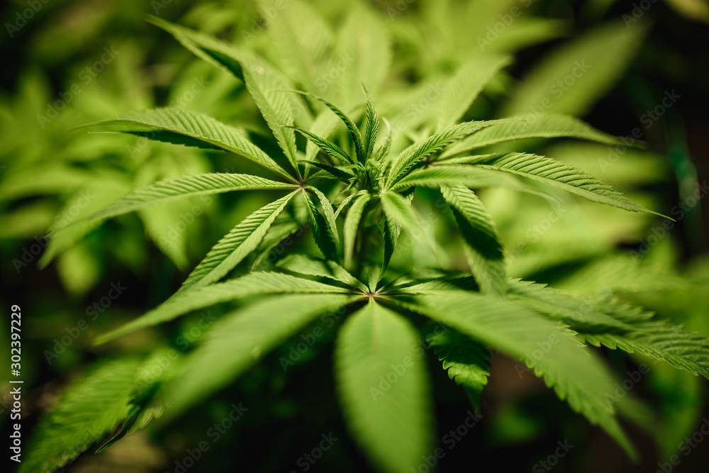 The leaves of hemp closeup. Growing marijuana under artificial light lamp The leaves of hemp closeup. Growing marijuana under artificial light lamp