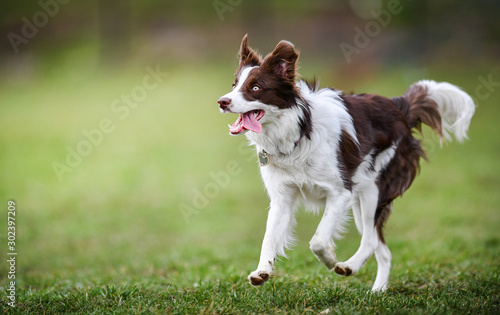 Young wise border collie running on green meadow or training place. Beautifu dog jump side view.