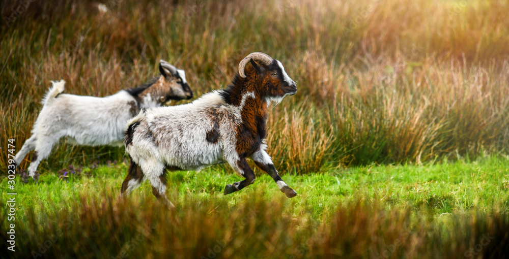 Obraz premium Group of small and adult goats run through green fresh grass with beards.