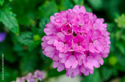 Pink Hydrangeas  flower