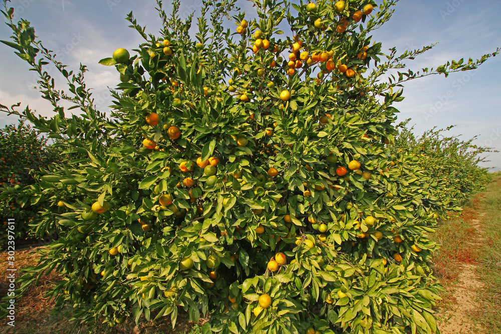 Satsuma tangerine trees in İTurkey / İzmir / Gümüldür.