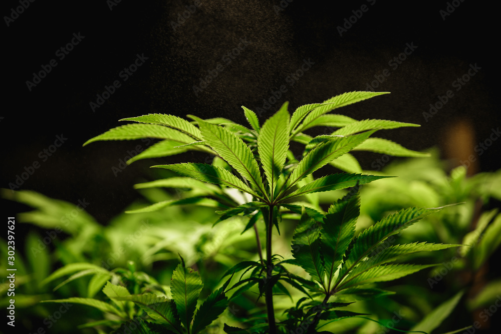 Marijuana leaves close up with water splashing over them. Care and watering of cannabis plants, growing independently Marijuana leaves close up with water splashing over them. Care and watering of cannabis plants, growing independently