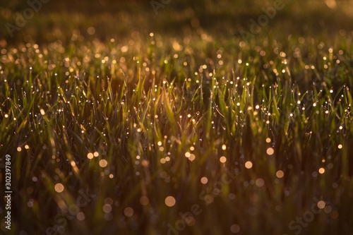 Dew, water drops on high grass, macro closeup