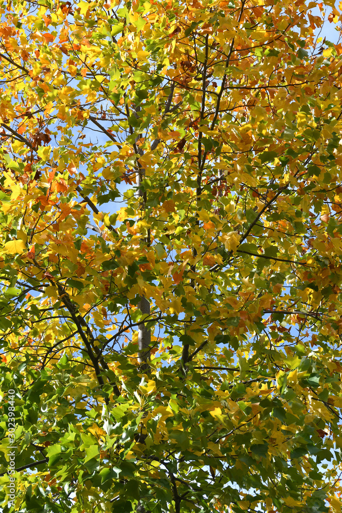 colorful maple leaves on the trees. Autumn background. colorful maple leaves on the trees. Autumn background.
