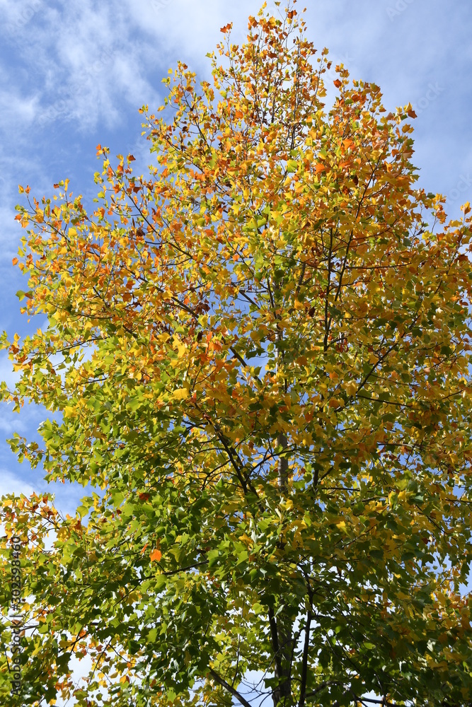 colorful maple leaves on the trees. Autumn background. colorful maple leaves on the trees. Autumn background.