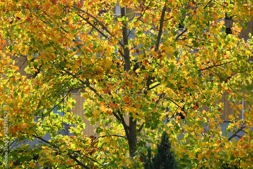 colorful maple leaves on the trees. Autumn background.