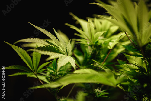 The leaves of hemp closeup. Growing marijuana under artificial light lamp