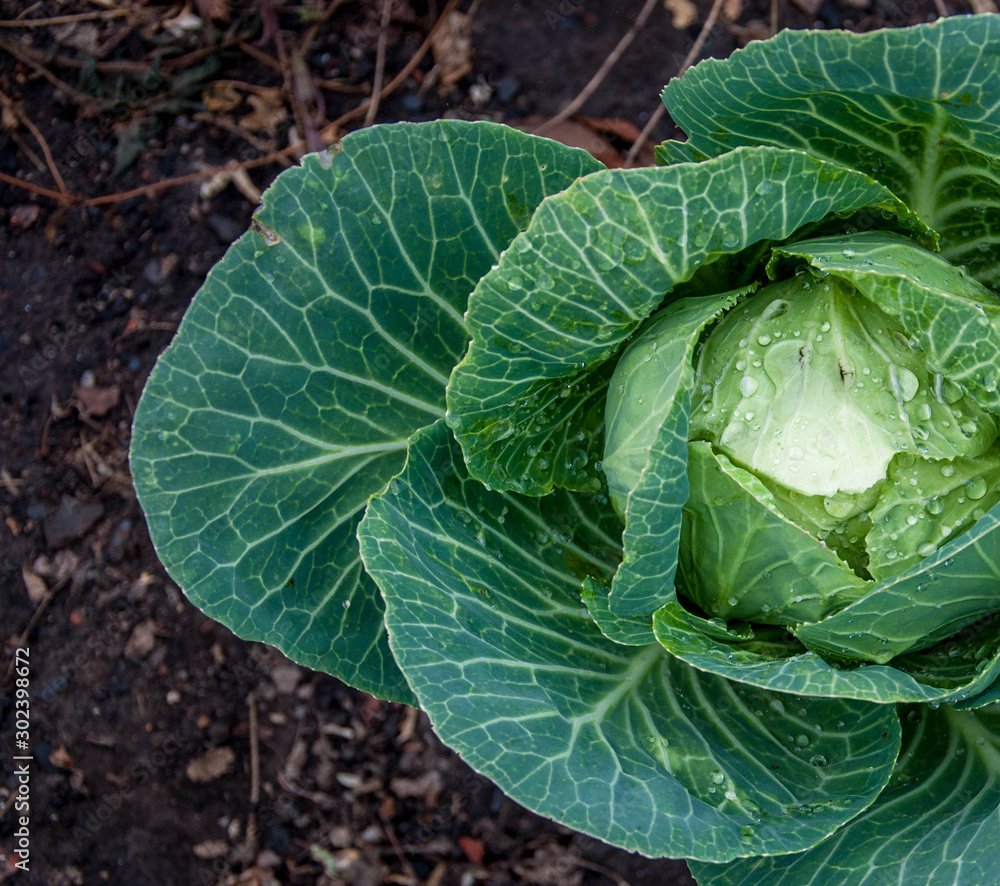Obraz premium Green juicy headed cabbage with dew on the leaves growing on black soil