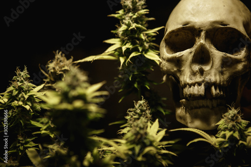 A human skull with a cannabis Bush and a marijuana cone. Scary picture about the deadly addiction to drugs