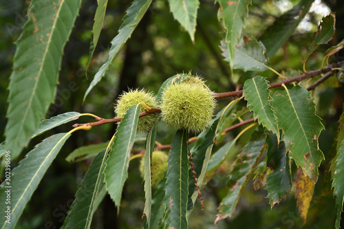 chestnuts on tree in a forest